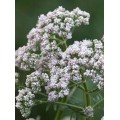 Valerijonas vaistinis ( lot. Valeriana officinalis)