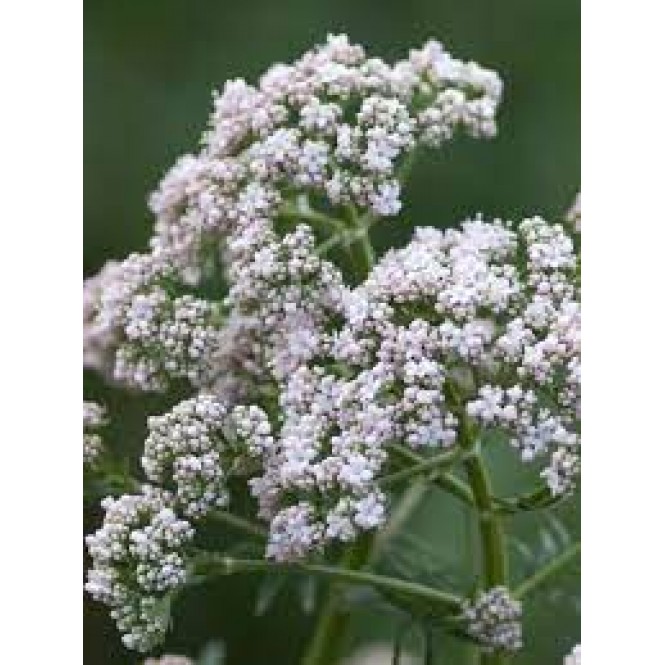 Valerijonas vaistinis ( lot. Valeriana officinalis)