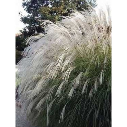 Miskantas kininis ( lot. Miscanthus sinensis) Vanilla Sky