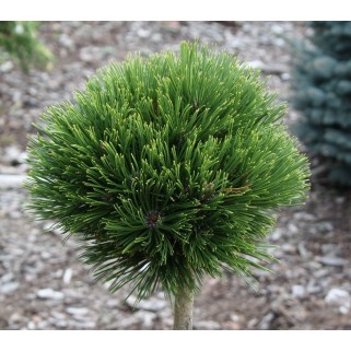 Pušis ant koto ( lot. Pinus mugo )  Varella