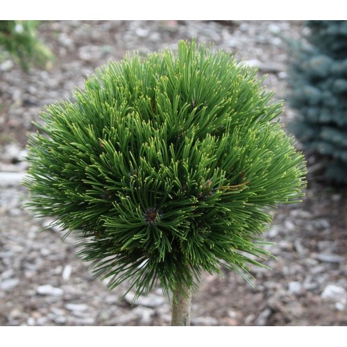 Pušis ant koto ( lot. Pinus mugo )  Varella