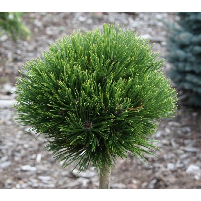 Pušis ant koto ( lot. Pinus mugo )  Varella