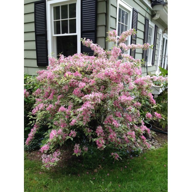 Veigelė gražiažiedė (lot. Weigela) Variegata 