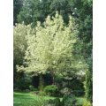 Klevas platanalapis (lot. Acer pseudoplatanus) Simon-Louis Freres
