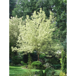 Klevas platanalapis (lot. Acer pseudoplatanus) Simon-Louis Freres