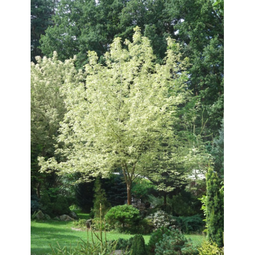 Klevas platanalapis (lot. Acer pseudoplatanus) Simon-Louis Freres