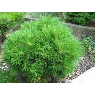 Pušis kalninė ( lot. Pinus mugo )  Varella