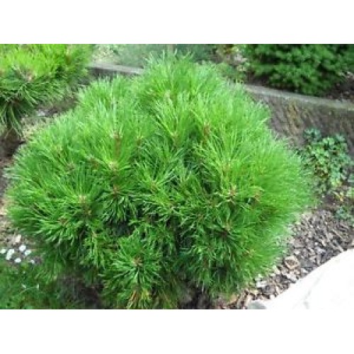 Pušis kalninė ( lot. Pinus mugo )  Varella