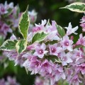 Veigelė gražiažiedė (lot. Weigela) Variegata 