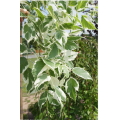 Klevas platanalapis (lot. Acer pseudoplatanus) Simon-Louis Freres