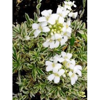 Vaistutis ( lot. Arabis caucasica)  Variegata