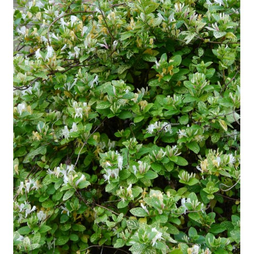 Sausmedis japoninis ( lot.Lonicera  japonica) Aureoreticulata