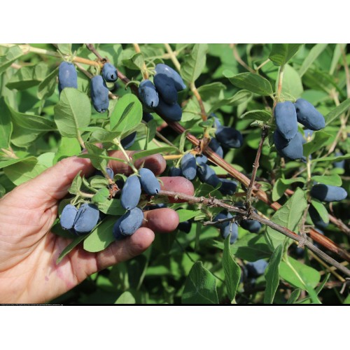 Sausmedis kamčiatkinis ( lot. Lonicera kamtschatica) Docz Velikana