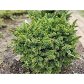 Eglė ( lot. Picea abies) Velopoli