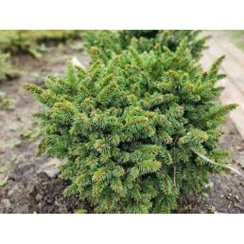 Eglė ( lot. Picea abies) Velopoli