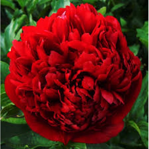Bijūnas puikusis ( lot. peonia lactiflora) Christmas Velvet, , 2026 ruduo