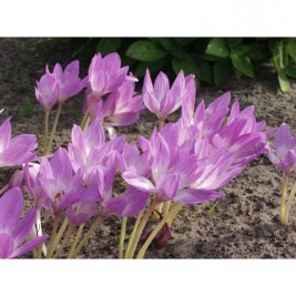 Krokai rudeniniai- vėlyviai  puošnieji (lot. Colchicum)  3 vnt Krokai rudeniniai- vėlyviai  puošnieji (lot. Colchicum)  3 vnt