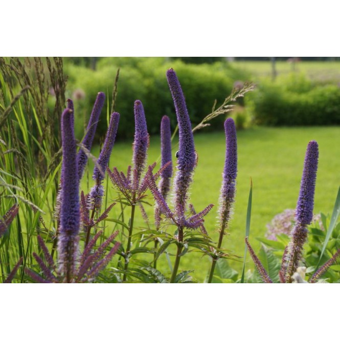 Veronikūnas virgininis ( lot. Veronicastrum virginicum) Red Arrows