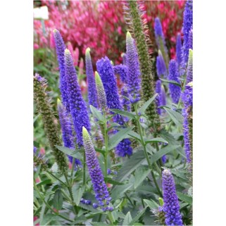 Veronika ilgalapė  (lot. Veronica longifolia)  First Glory