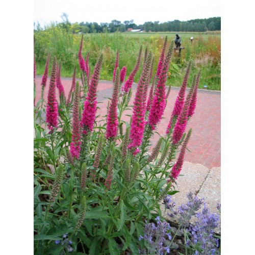 Veronika varpotoji (lot. Veronica spicata)  Rotfucks