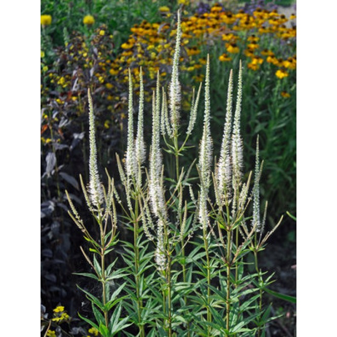 Veronikūnas virgininis ( lot. Veronicastrum virginicum) Album