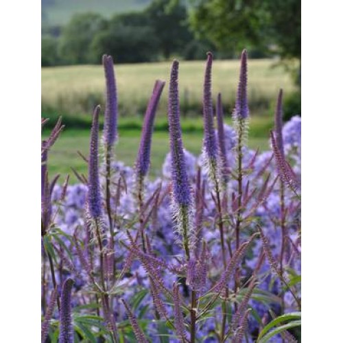 Veronikūnas virgininis ( lot. Veronicastrum virginicum) Fascination