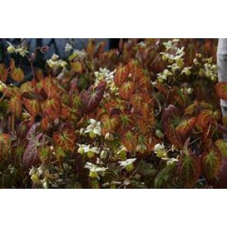 Epimedis (lot. Epimedium versicolor) Sulphureum