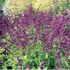 Šalavijas mentūrinis ( lot. Salvia verticillata) Purple Rain  Šalavijas mentūrinis ( lot. Salvia verticillata) Purple Rain