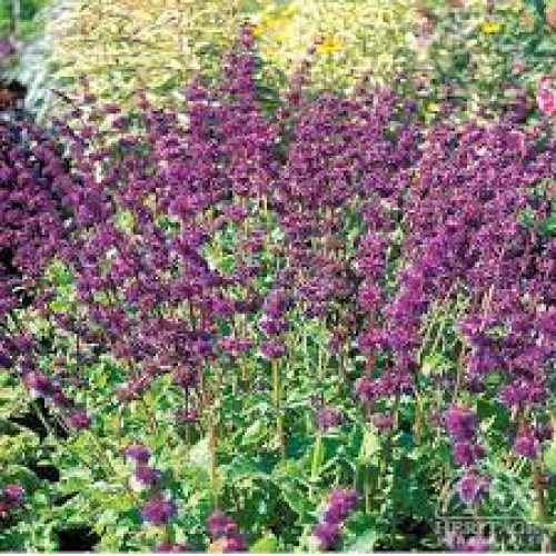 Šalavijas mentūrinis ( lot. Salvia verticillata) Purple Rain 