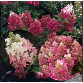 Hortenzija šluotelinė ( lot. Hydrangea paniculata) Magical Vesuvio Hortenzija šluotelinė ( lot. Hydrangea paniculata) Magical Vesuvio