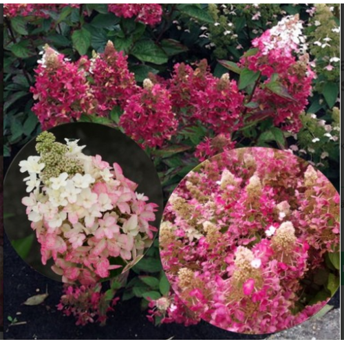 Hortenzija šluotelinė ( lot. Hydrangea paniculata) Magical Vesuvio