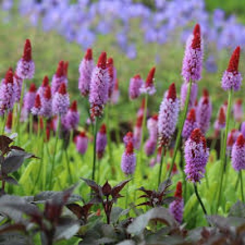 Raktažolė orchidinė  (lot. Primula vialli)