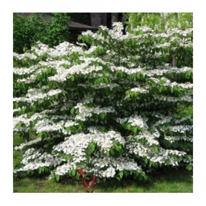 Putinas raukšlėtalapis ( lot. Viburnum plicatum)  Lanarth