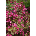 Veigelė gražiažiedė (lot. Weigela) Victoria