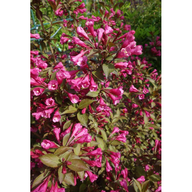 Veigelė gražiažiedė (lot. Weigela) Victoria