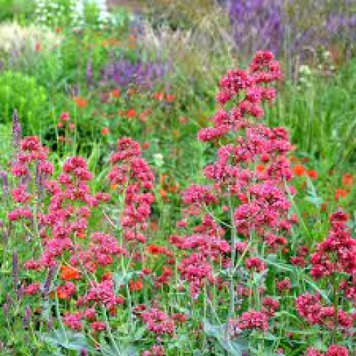 Viduvis (lot Centranthus ruber) Coccineus