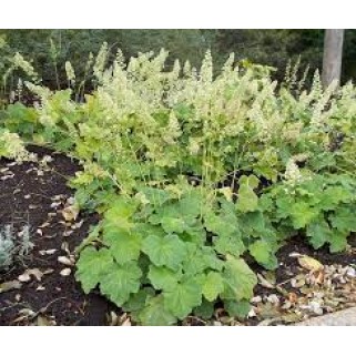Alūnė ( lot. Heuchera villosa var macrorrhiza)