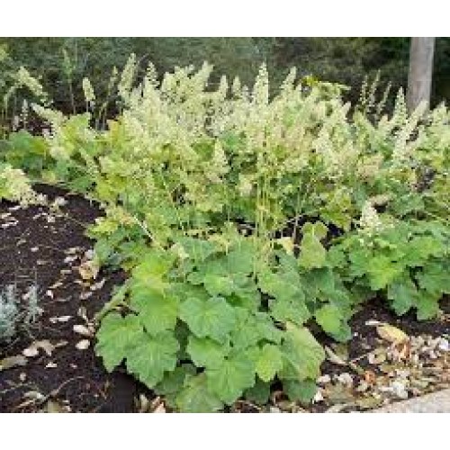 Alūnė ( lot. Heuchera villosa var macrorrhiza)