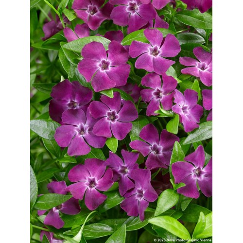 Žiemė mažoji ( lot. Vinca minor) Atropurpurea 