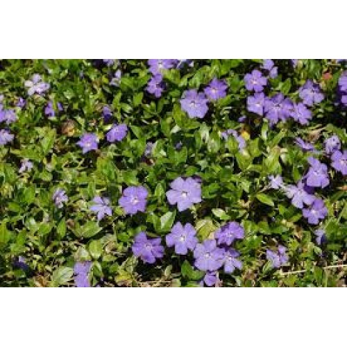 Žiemė mažoji ( lot. Vinca minor)