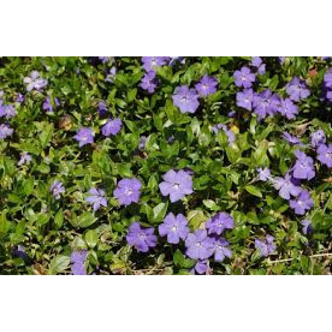 Žiemė mažoji ( lot. Vinca minor)