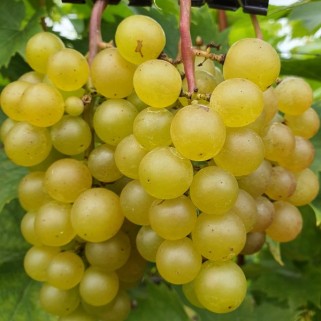 Vynuogė( lot. Vitis) Refren