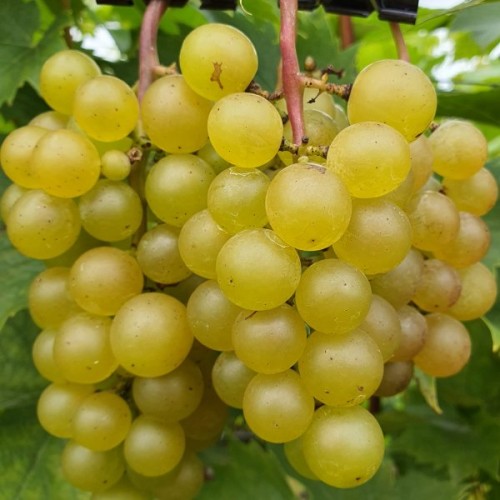 Vynuogė( lot. Vitis) Refren