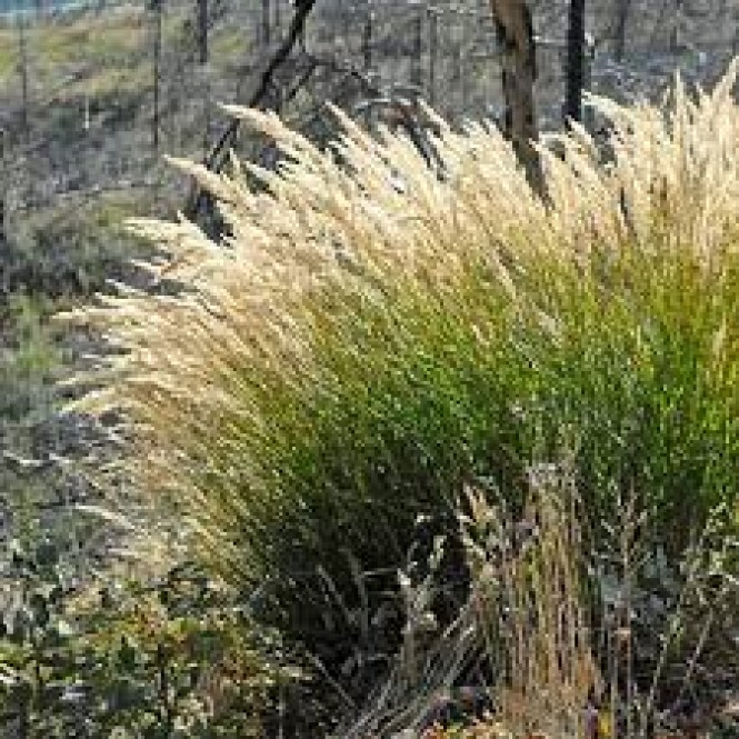 Virblė ( lot. Achnatherum calamagrostis)