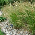 Virblė ( lot. Achnatherum calamagrostis)