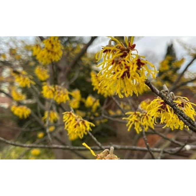 Hamamelis  ( lot. Hamamelis virginiana)
