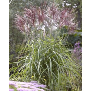 Miskantas kininis ( lot. Miscanthus chinensis ) Malepartus