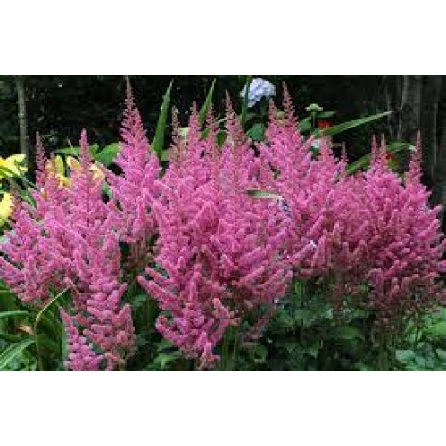 Astilbė kininė  (lot.Astilbe chinensis) Vision in PinK