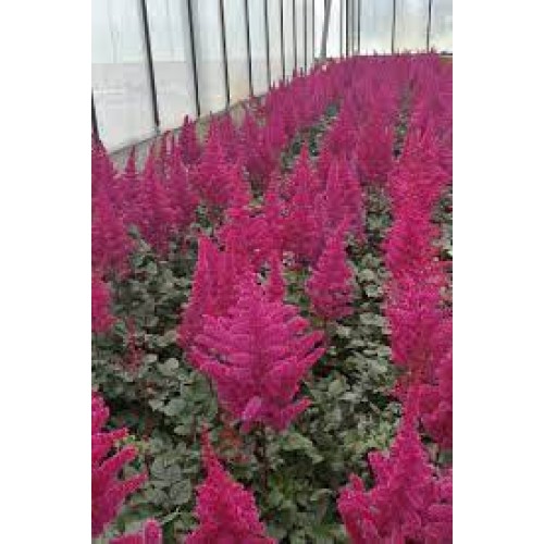 Astilbė kininė (lot. Astilbe chinensis) Vison Vulcano