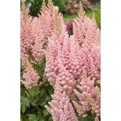 Astilbė kininė (lot. Astilbe cjhinensis) Vison Inferno